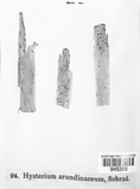 Lophodermium arundinaceum image